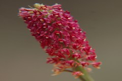 Liparis atropurpurea